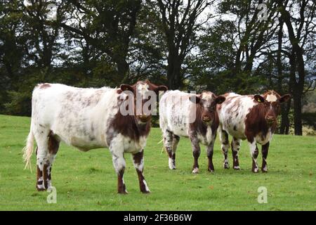 Bestiame di Shorthorn, Lanark, Lanarkshire, Scozia Foto Stock