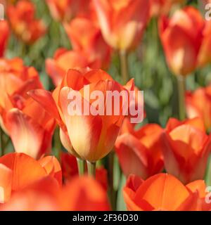 Tulipani arancioni in fiore in un primo piano Foto Stock