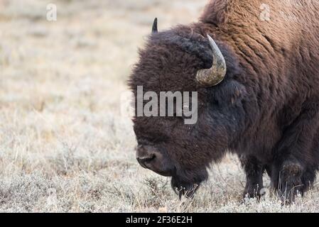 Una testa di bisonte in primo piano Foto Stock