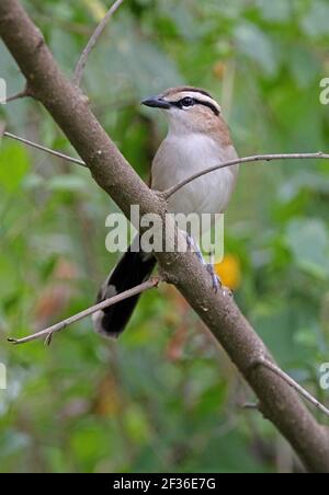 Tchagra (Tchagra australis emini) adulta arroccata sul lago di Naivasha, Kenya Ottobre Foto Stock