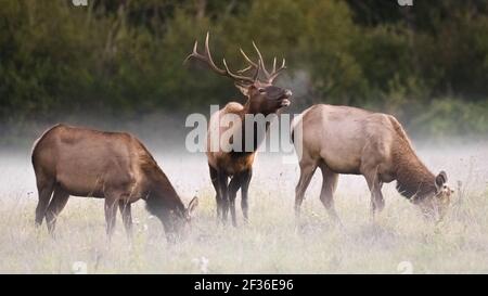 Toro alce con due femmine che invocano una mattina nebbiosa Foto Stock