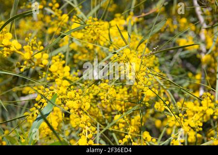 Sonaglino di foglie blu (Acacia saligna) fioritura, flora maltese. Il picchiettio delle foglie blu (Acacia saligna) fiorisce in primavera a Malta. Dorso floreale giallo Foto Stock