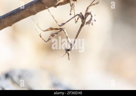 Macro ritratto di un esemplare di empusa pennata appeso capovolto da un ramo in una posa di caccia. Questo insetto bastone è molto bene camouflage Foto Stock