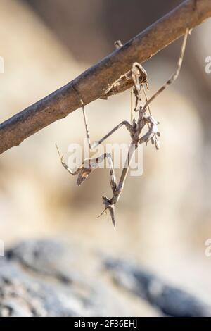 Empusa pennata appesa capovolta da un ramo in una posa di caccia in stalking. Questo insetto bastone è molto bene camuffato e adattato all'ambiente Foto Stock