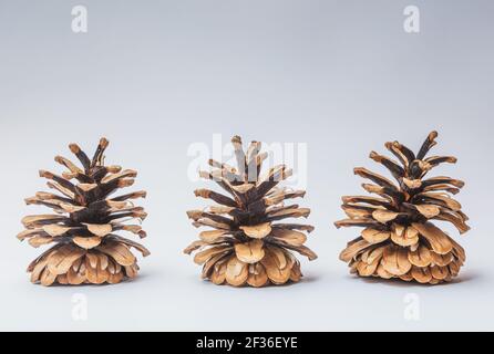Grande gruppo di coni vari alberi di conifere isolato su bianco Foto Stock