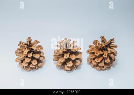 Grande gruppo di coni vari alberi di conifere isolato su bianco Foto Stock