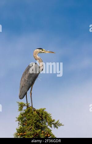 Airone grigio nel Parco Naturale della Maremma, Toscana, Italia Foto Stock