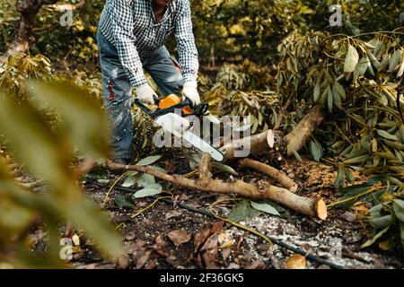 Un uomo che segala legna da ardere con motosega in piantagioni di avocado biologico a Málaga, Andalusia, Spagna. Stagione di potatura Foto Stock