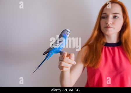 La bella donna ammira i suoi bellissimi pappagalli Foto Stock