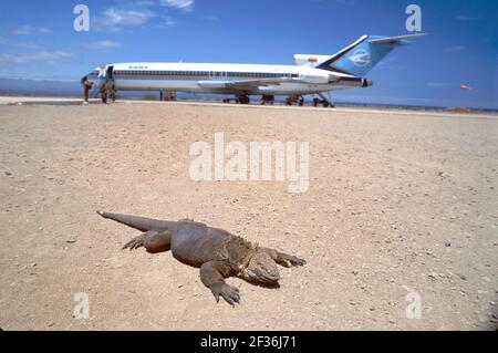 Isla Baltra Ecuador Equadoriano Sud America Isole Galapagos Americane Aeroporto Seymour terra iguana Tama Airlines aereo di linea commerciale a reazione per passeggeri, Foto Stock