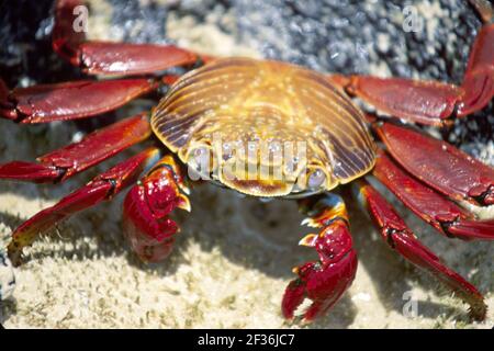 Isole Galapagos Isole Floreana Ecuador Equadoriano Sudamerica americana,Flour Beach Sally Lightfoot granchio di lava roccia, Foto Stock