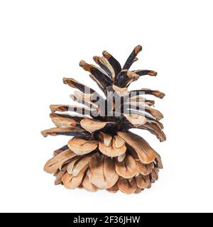 Cono di conifere isolato su bianco Foto Stock
