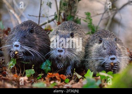 Haltern am See, NRW, Germania. 15 marzo 2021. Un trio di giovani fratelli di coypu selvatici sono ora cresciuti in dimensioni e più indipendenti, snibbling loro strada attraverso ghiande scavate lungo le rive del lago di Haltern. I giovani stanno accumulando riserve alimentari e forza, mentre la regione vede ancora temperature fredde e gelo in primavera. Credit: Imageplotter/Alamy Live News Foto Stock