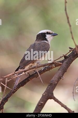 Shrike (Eurocephalus rueppelli rueppelli) adulta arroccata sul lago Baringo, Kenya Novembre Foto Stock