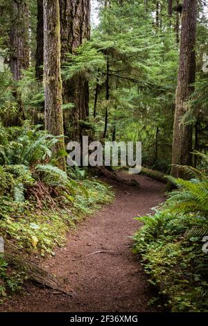 Sentiero escursionistico che si snoda attraverso la lussureggiante foresta pluviale verde del Pacifico nord-occidentale nella Penisola Olimpica Foto Stock