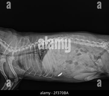 Raggi X addominali del cane che mostrano corpo estraneo nello stomaco. Vista laterale radiografia addominale Dog Foto Stock