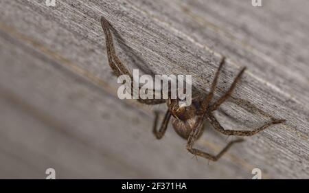 nursery ragno web in macro Foto Stock