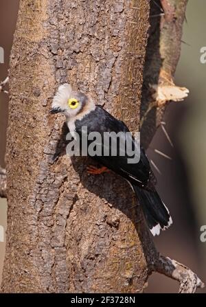 Helmetshreke bianco-crestato (Prionops plumatus cristatus cristatus) adulto appollaiato su tronco di albero Lago Baringo, Kenya Novembre Foto Stock