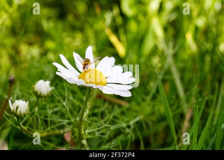 L'ape impollinizza o raccoglie polline dal fiore giallo dell'echinacea "coneflower". Echinacea purpurea "PowWow White". Irlanda Foto Stock