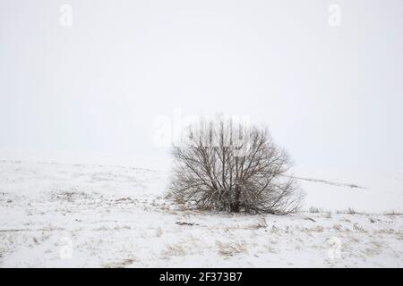 Un albero solco si trova in un campo innevato in una giornata di lavoro nei pressi di Rockford, Washington. Foto Stock