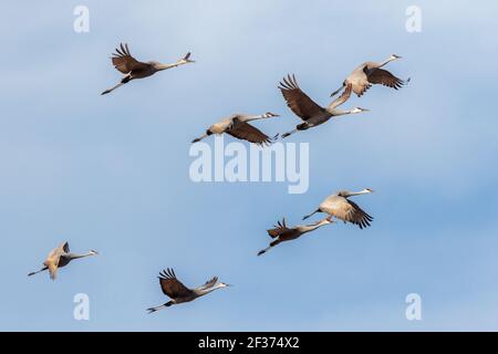 Gru di Sandhill, (Antigone canadensis) 23 novembre 2020 valle del fiume del Wisconsin. Foto Stock