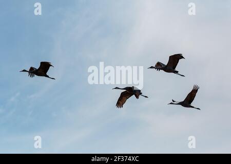 Gru di Sandhill, (Antigone canadensis) 23 novembre 2020 valle del fiume del Wisconsin. Foto Stock