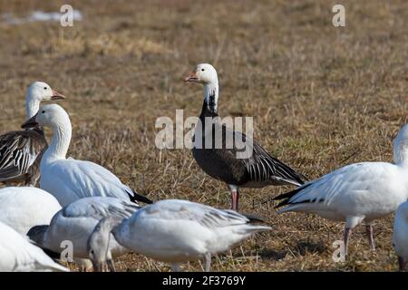 Adulto scuro o Morph blu nevi oca che si nutrono in un Campo di mais durante la migrazione primaverile a Middle Creek Wildlife Area di gestione Foto Stock