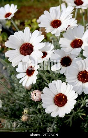 Argyranthemum frutescens ‘Grandaisy Ivory Halo’ Marguerite Daisy – fiori bianchi a margherita con centro giallo, marzo, Inghilterra, Regno Unito Foto Stock