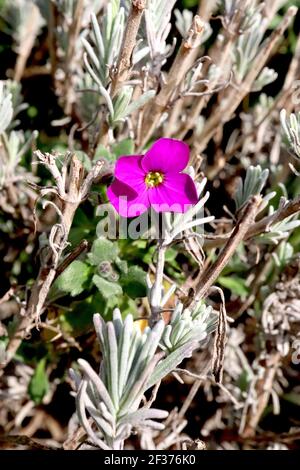 Lavendula angustifolia e Aubrieta ‘Gloria’ lavanda inglese e rocca Gloria, marzo, Inghilterra, Regno Unito Foto Stock