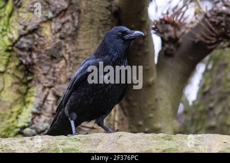 Un Carrion Crow (Corvus Corone) appollaiato su un muro, Warriston, Edimburgo. Foto Stock