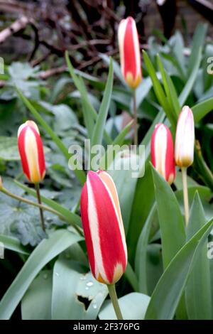 Tulipa ‘il primo’ Kaufmanniana 12 il primo tulipano – tulipani bianchi cremosi con colore rosso, base gialla, marzo, Inghilterra, Regno Unito Foto Stock