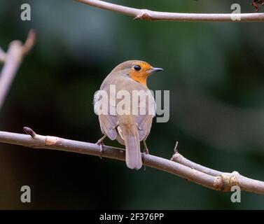 Robin (Erithacus rosella) appollaiato su un ramoscello, primavera, Edimburgo, Regno Unito. Foto Stock