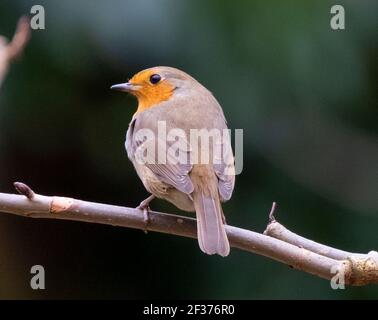 Robin (Erithacus rosella) appollaiato su un ramoscello, primavera, Edimburgo, Regno Unito. Foto Stock