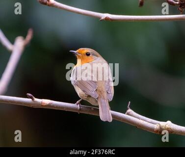 Robin (Erithacus rosella) appollaiato su un ramoscello, primavera, Edimburgo, Regno Unito. Foto Stock