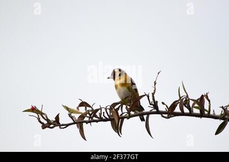 Un finch si trova sul ramo di un albero di bacca in un giardino a Crawley, Sussex occidentale, Regno Unito Foto Stock