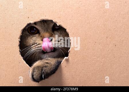 Un gattino nero scozzese si siede in una scatola di cartone e guarda in un buco, il gattino leccò le labbra con la lingua e fa uscire la zampa da un buco Foto Stock