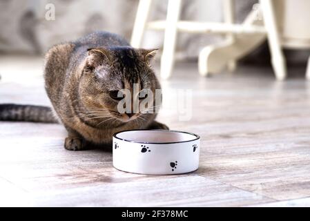 Marrone scottish fold Cat mangiare cibo da una ciotola su un pavimento di legno. Foto Stock