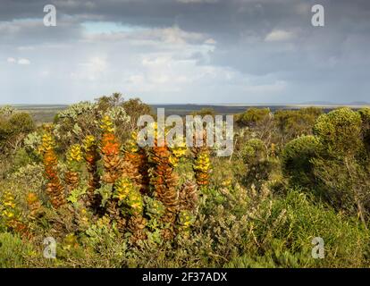 Clump of Royal Hakea (Hakea victoria), Fitzgerald River National Park, Albany, Australia Occidentale Foto Stock