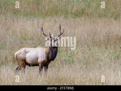 Un grande Elk marrone nel suo habitat naturale Foto Stock