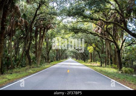 Guida attraverso gli alberi banyan al tunnel di alberi in Florida, strada solitaria, strada alberata, splendida natura Foto Stock