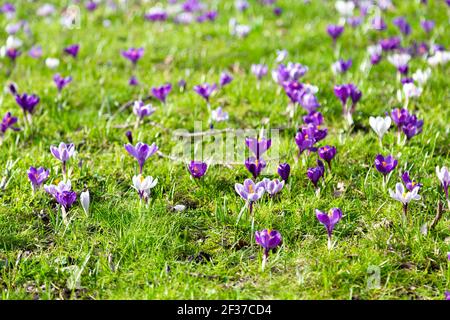 Fiori di crocus viola in fiore in primavera, Londra, Regno Unito Foto Stock