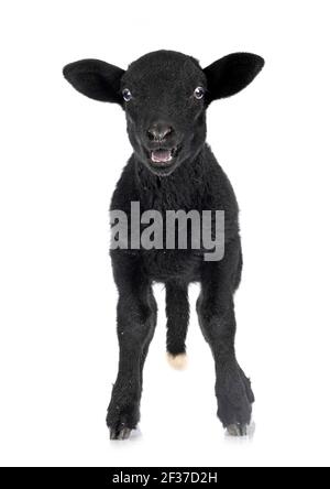 Giovane agnello di fronte a uno sfondo bianco Foto Stock
