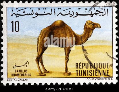 Dromedario nel deserto tunisino con francobollo Foto Stock