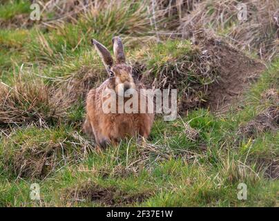 Lepre marrone nelle colline di Cotswold Foto Stock