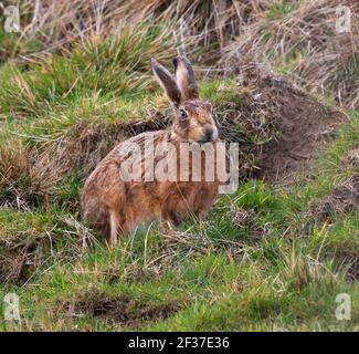 Lepre marrone nelle colline di Cotswold Foto Stock