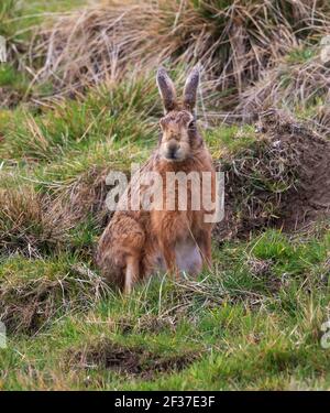 Lepre marrone nelle colline di Cotswold Foto Stock