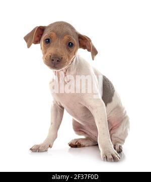 Terrier brasiliano di fronte a uno sfondo bianco Foto Stock