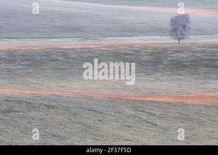 Lone argento betulla nel paesaggio rurale a Pribovce villaggio, Slovacchia Foto Stock