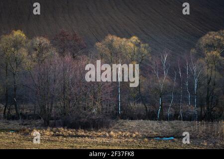 Salici e ontani in fiore nei campi della regione Turiec, Slovacchia. Foto Stock