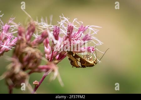 Una barbabietola hawaiana Webbworm Moth (Spoladea recurvalis) godendo le fioriture dell'erba del latte. Raleigh, Carolina del Nord. Foto Stock
